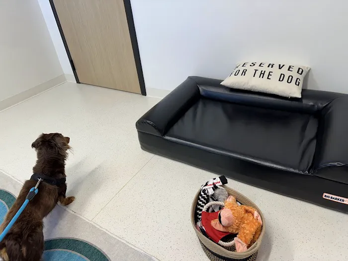 The Animal Neurology Center Picture 6