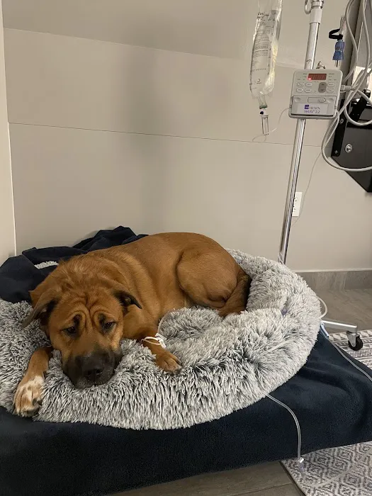 Veterinary Emergency Group Picture 5