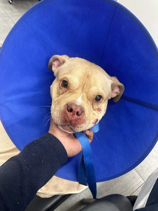 Veterinary Emergency Group Picture 6