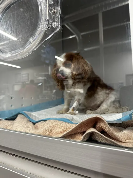 Veterinary Emergency Group Picture 7