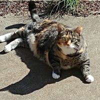 VCA Bal-Coeur Animal Hospital ico