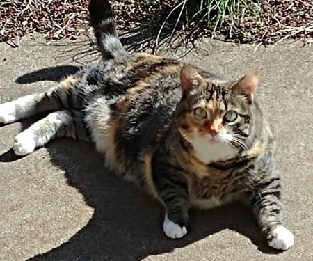 VCA Bal-Coeur Animal Hospital