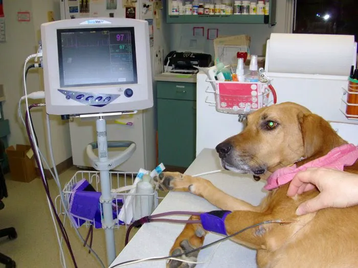 VCA Bal-Coeur Animal Hospital Picture 6