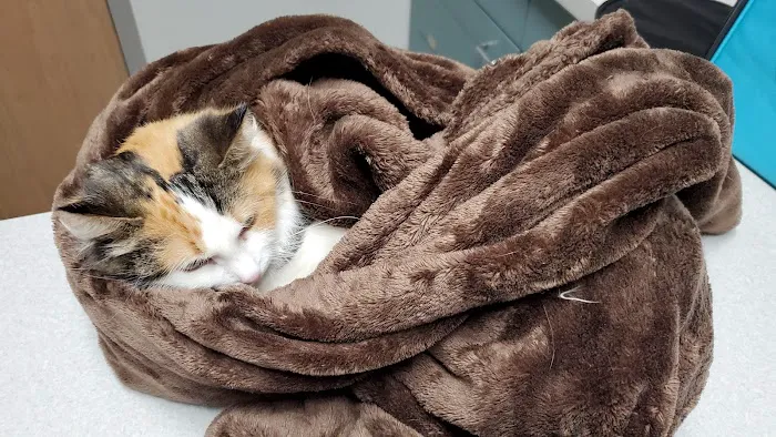 VCA Bal-Coeur Animal Hospital Picture 4