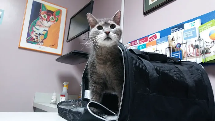 VCA Bal-Coeur Animal Hospital Picture 5