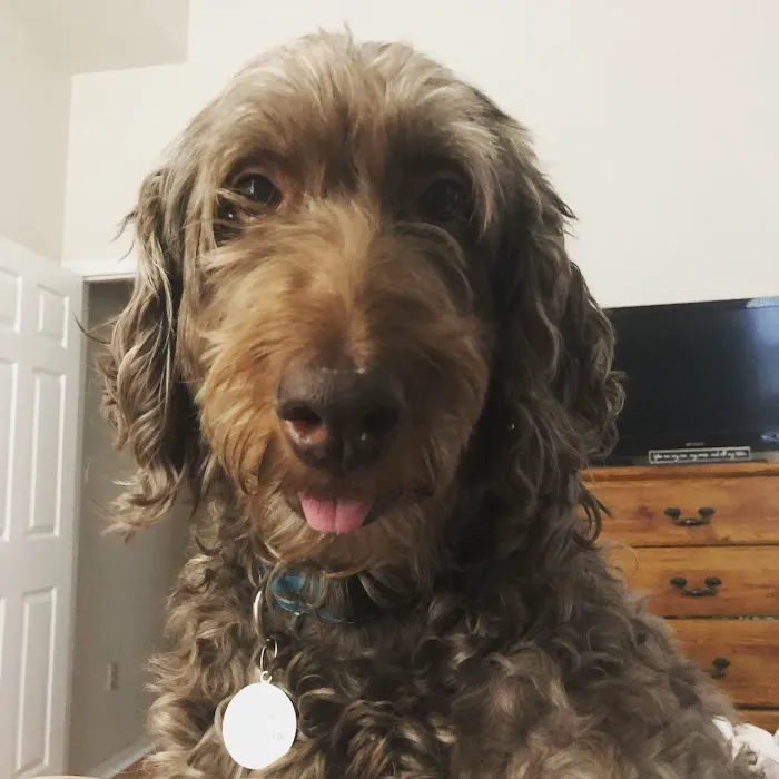 Pets At Rest Hospice Picture 3