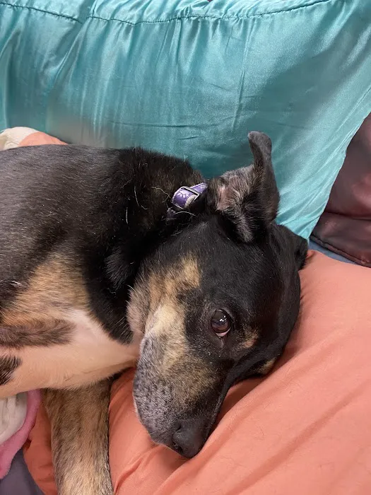 Pets At Rest Hospice Picture 4