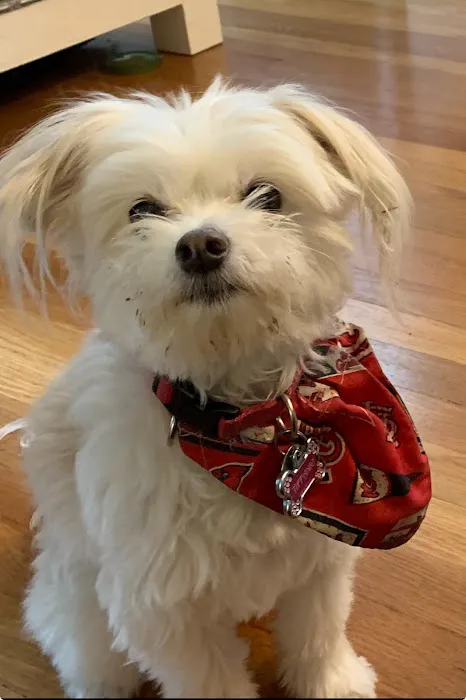 Pets At Rest Hospice Picture 2