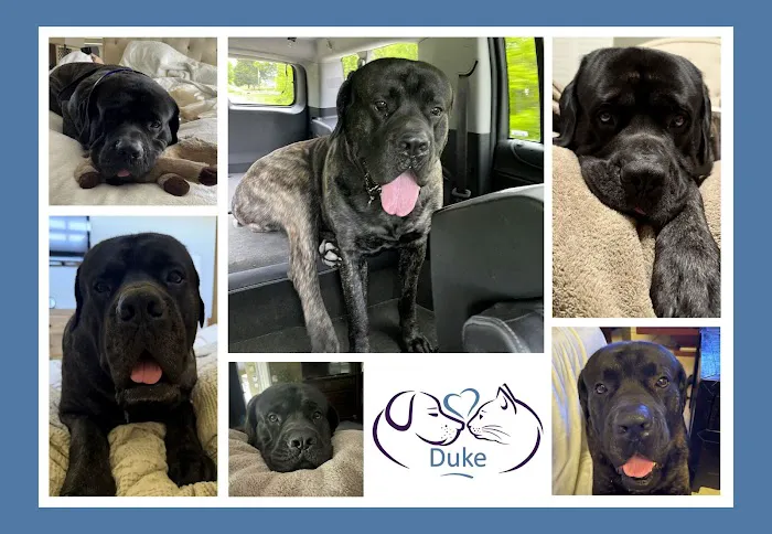 Pets At Rest Hospice Picture 8