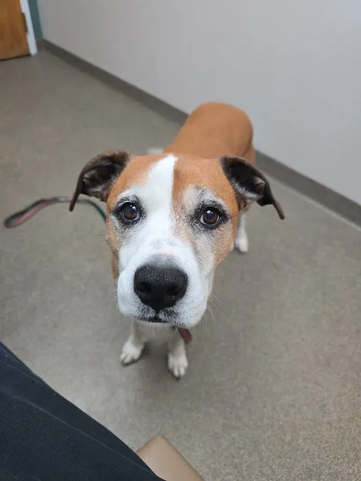 Creve Coeur Animal Hospital Picture 3