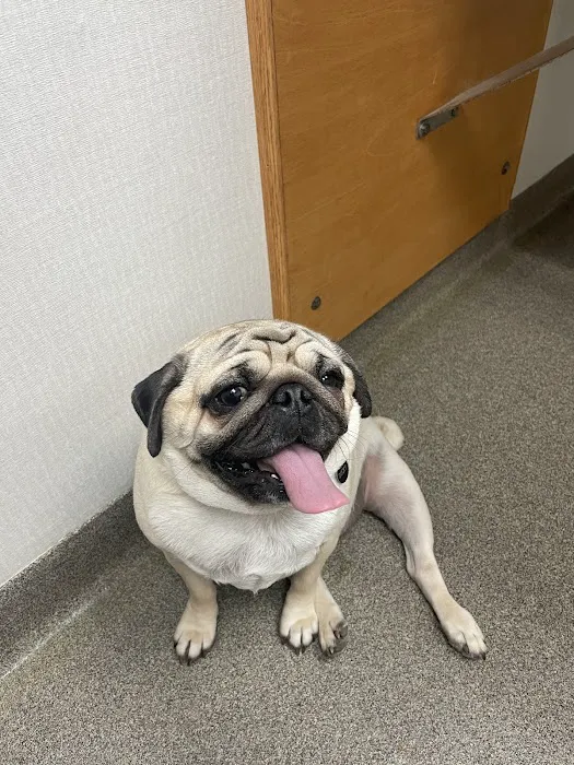 Creve Coeur Animal Hospital Picture 5