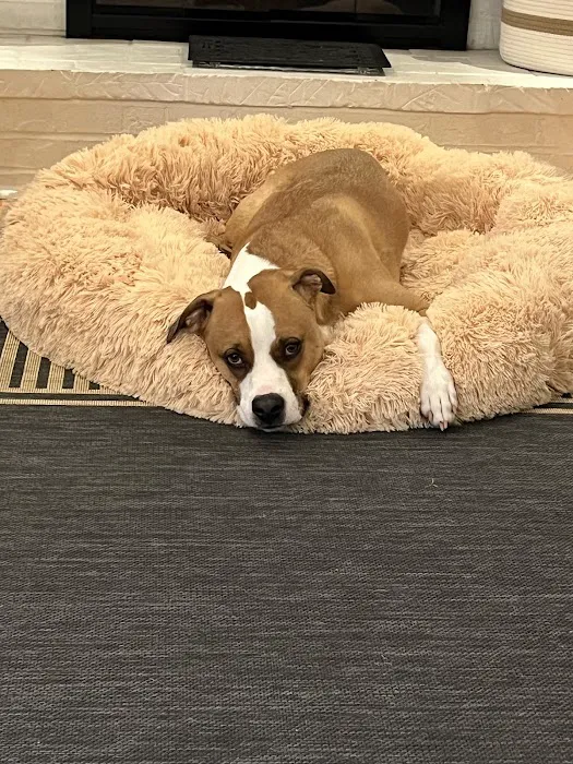 Creve Coeur Animal Hospital Picture 2