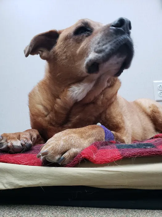 Creve Coeur Animal Hospital Picture 4