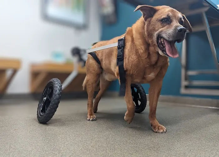 Creve Coeur Animal Hospital Picture 8