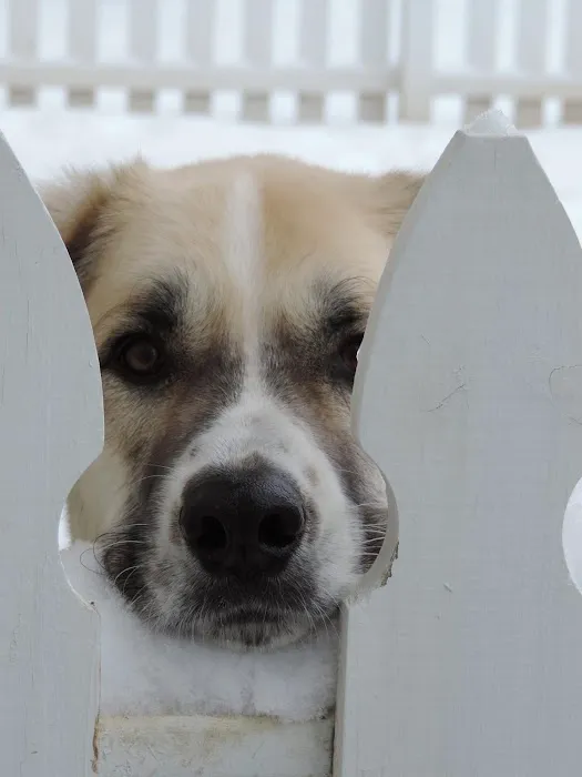 Creve Coeur Animal Hospital Picture 7