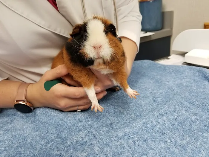 Creve Coeur Animal Hospital Picture 10