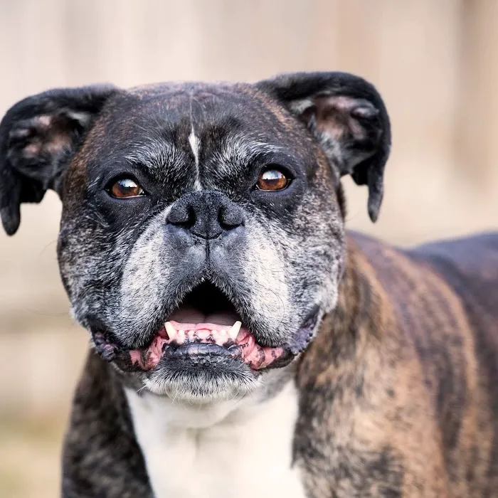 Heritage Veterinary Hospital Picture 6