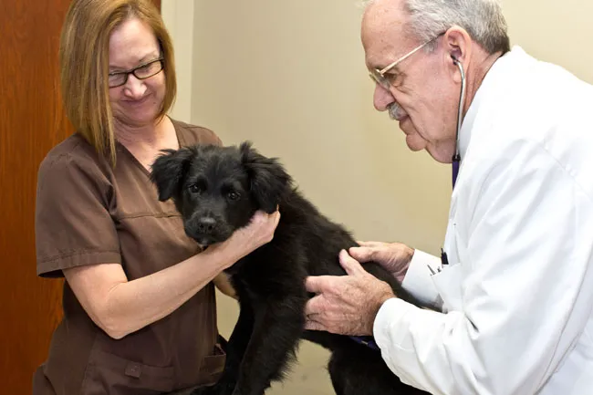 Heritage Veterinary Hospital Picture 7