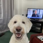 West Clay Animal Hospital: J. T. Saranita DVM