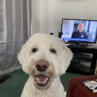 West Clay Animal Hospital: J. T. Saranita DVM ico