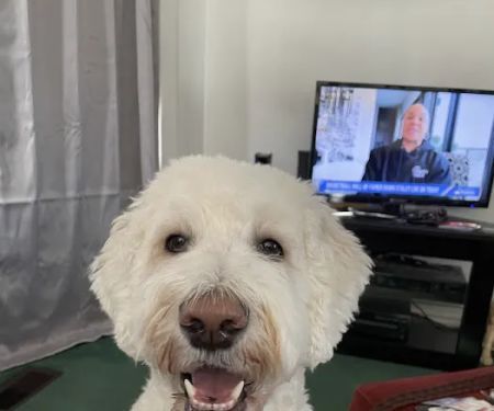 West Clay Animal Hospital: J. T. Saranita DVM