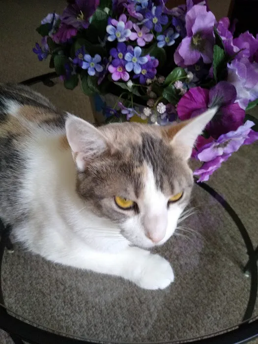 West Clay Animal Hospital: J. T. Saranita DVM Picture 3