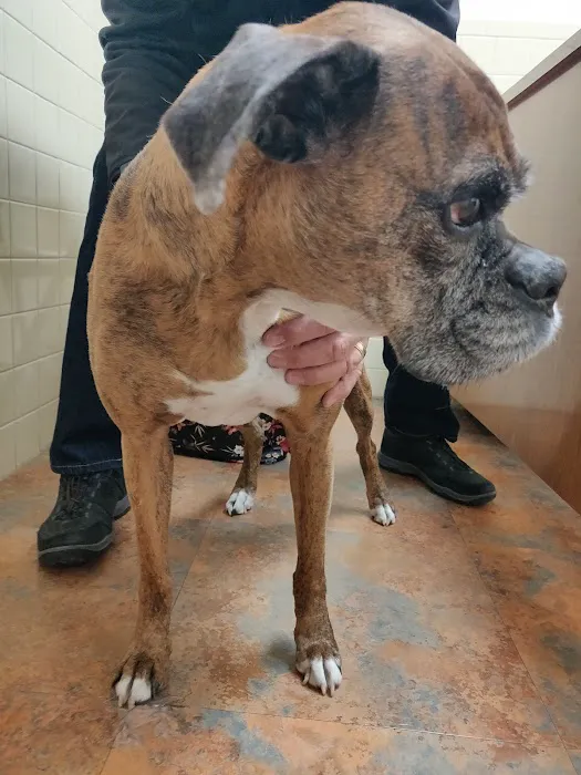 West Clay Animal Hospital: J. T. Saranita DVM Picture 4