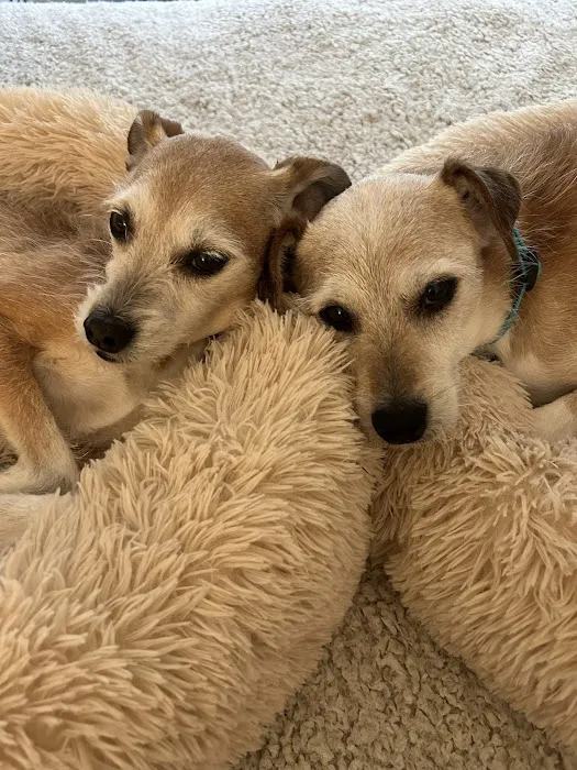 West Clay Animal Hospital: J. T. Saranita DVM Picture 6