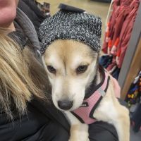 Banfield Pet Hospital ico