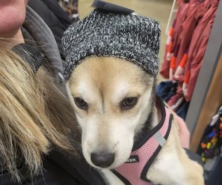 Banfield Pet Hospital