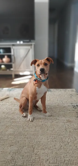 Elm Point Animal Hospital Picture 1