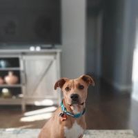 Elm Point Animal Hospital ico