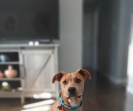 Elm Point Animal Hospital