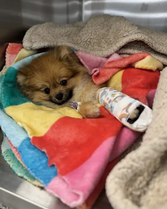 Wagmore Animal Hospital Picture 1