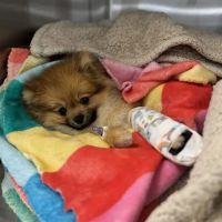 Wagmore Animal Hospital ico