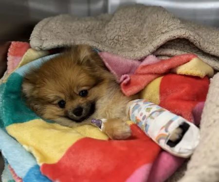 Wagmore Animal Hospital