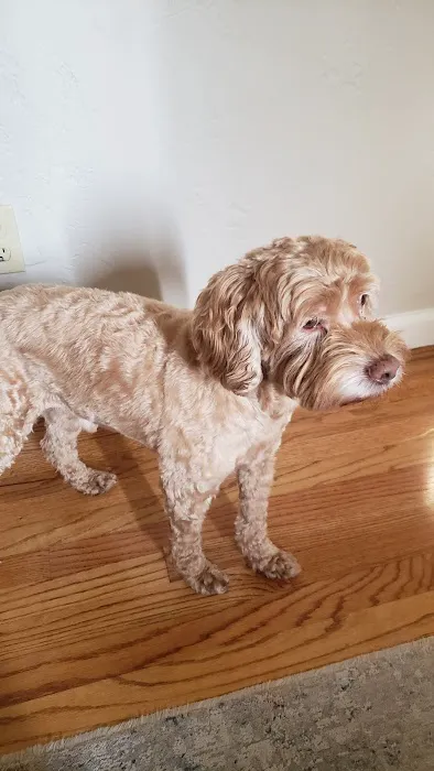 Wagmore Animal Hospital Picture 3