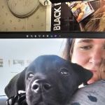 Vet Stop Animal Hospital at New Town