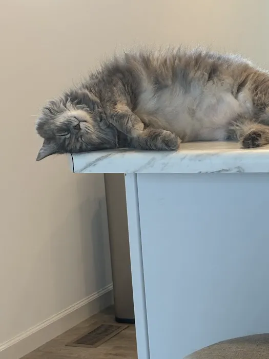 Vet Stop Animal Hospital at New Town Picture 4