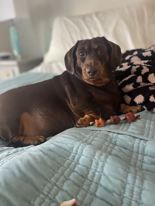 Vet Stop Animal Hospital at New Town Picture 3