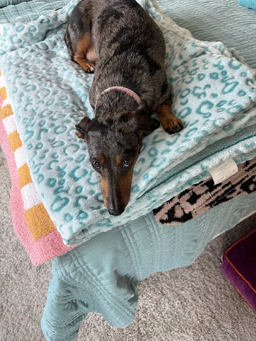 Vet Stop Animal Hospital at New Town Picture 2