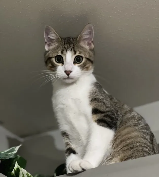 Vet Stop Animal Hospital at New Town Picture 6