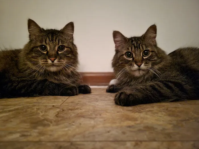 Vet Stop Animal Hospital at New Town Picture 7