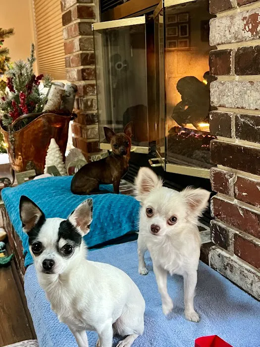 Bogey Hills Animal Hospital Picture 2