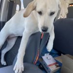 Bogey Hills Animal Hospital