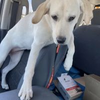 Bogey Hills Animal Hospital ico