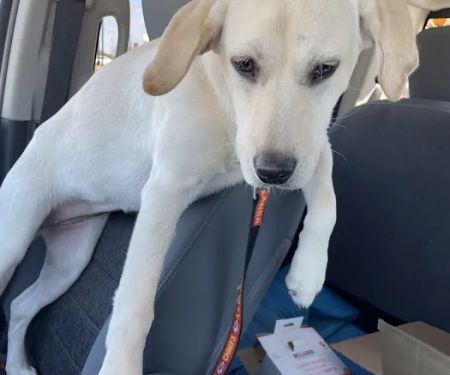 Bogey Hills Animal Hospital