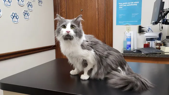 Bogey Hills Animal Hospital Picture 5