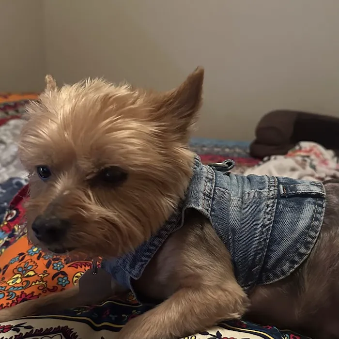 Bogey Hills Animal Hospital Picture 6