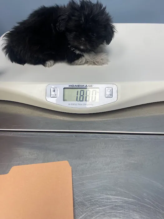 Bogey Hills Animal Hospital Picture 3